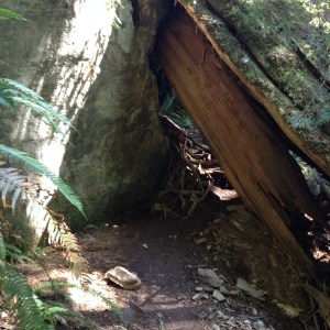 WCT: the 75km long treehouse you wished for as a kid